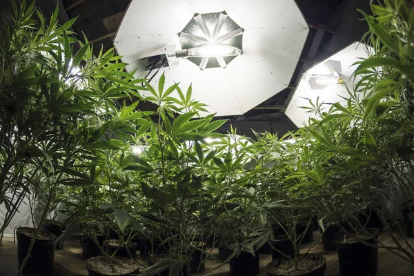 Plantes de marijuana regardant vers le haut aux lumières — Photo