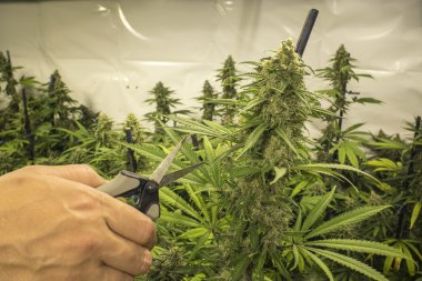 Clipping Indoor Marijuana Plant with Scissors clipart