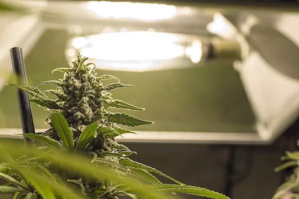 Marijuana bitkisi önünde ışık