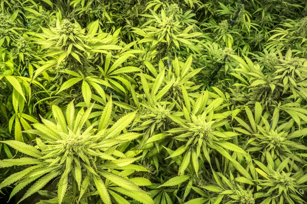 Canopy of Indoor Marijuana Garden Plantas Maduras com brotos e folhas — Fotografia de Stock