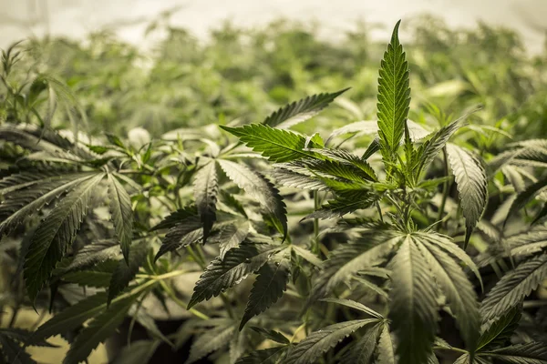 Foglie di marijuana in cima alle piante — Foto Stock