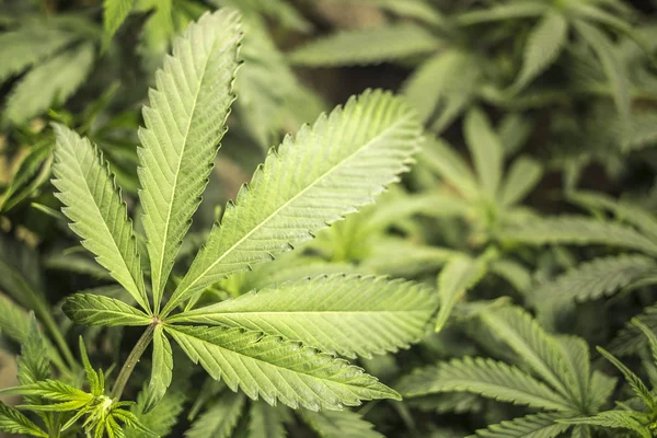 Kapalı Bahçe marihuana yaprağı ile sığ derinlik-in tarla