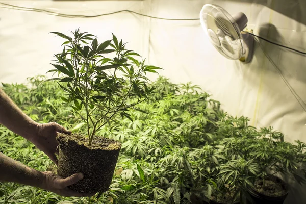 Marijuana bitkisi toprak Held önünde kapalı bahçe içinde