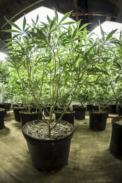 Plantas de maconha internas folhosas verdes no solo sob luzes — Fotografia de Stock