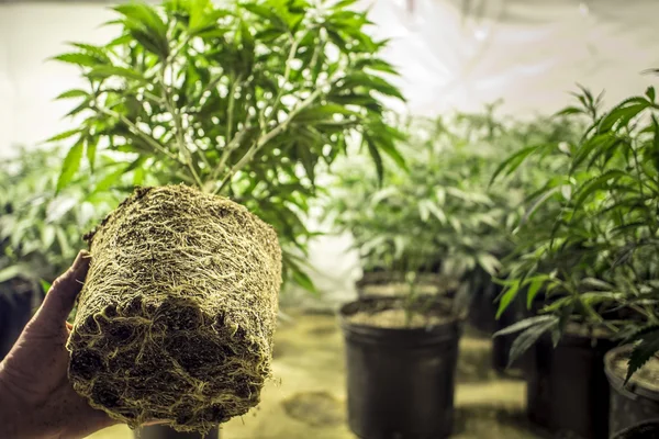 Wurzeln der Marihuanapflanze beim Verpflanzen — Stockfoto
