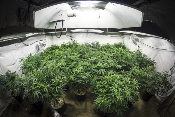Φυτά κήπο της μαριχουάνας κάτω από τα φώτα της εσωτερική αυξάνεται το δωμάτιο — Φωτογραφία Αρχείου