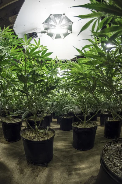 Plantas de marihuana con hojas en el suelo bajo luces de cultivo — Foto de Stock