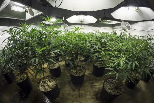 Salle de culture de marijuana intérieure avec des plantes dans le sol sous les lumières — Photo