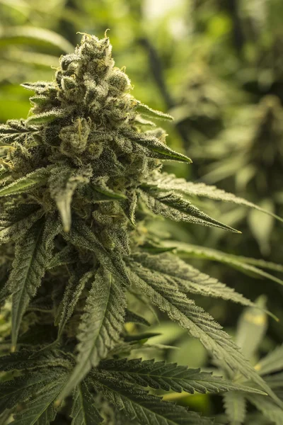 Gros plan bourgeon sur le dessus de la plante de marijuana mature — Photo