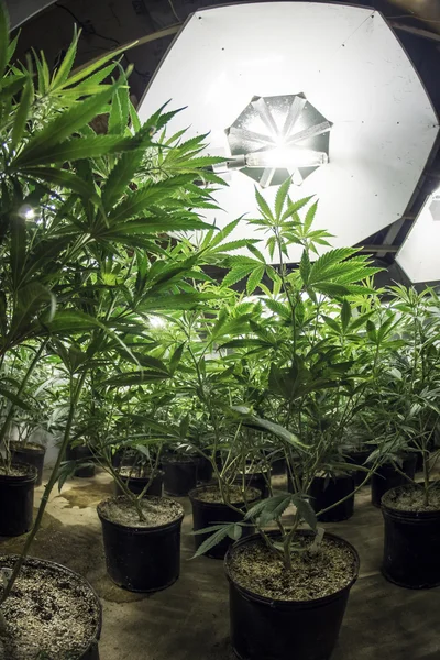 Plantes feuillues de marijuana sous les lumières de cultiver — Photo