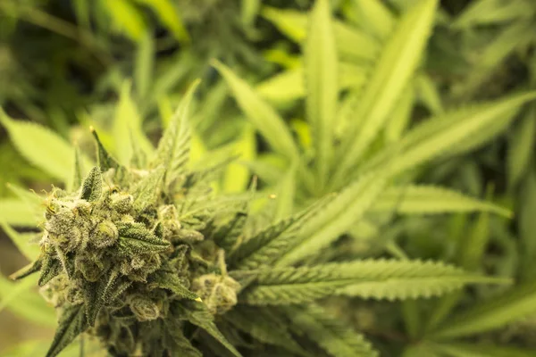 Close Up Marijuana Bud on Indoor Plant — Stock Photo, Image