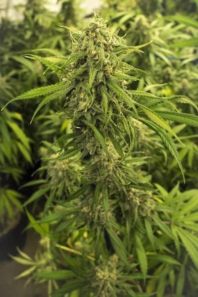 Φυλλώδη μαριχουάνα οφθαλμό στο φυτό εσωτερικού χώρου — Φωτογραφία Αρχείου
