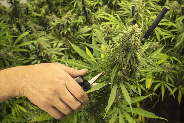 Ember marihuána növény vágás ollóval — Stock Fotó