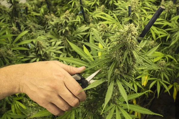 Marijuana bitkisi kırpma makası ile adam