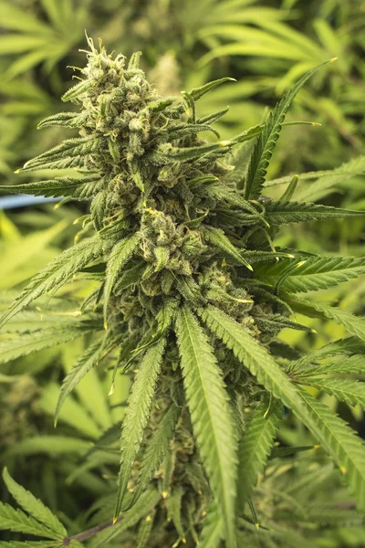 Marijuana Bud with leaves Sticking Out on Indoor Plant — Stock Photo, Image