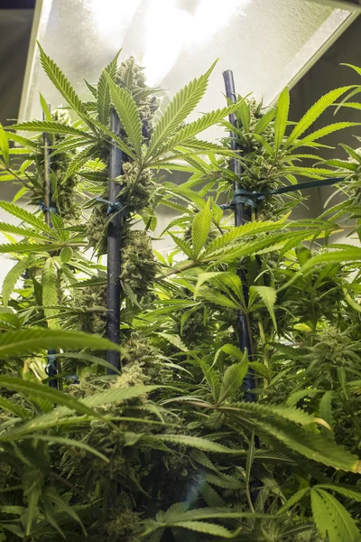 Hohe Marihuanapflanzen sprießen unter Lichtern — Stockfoto