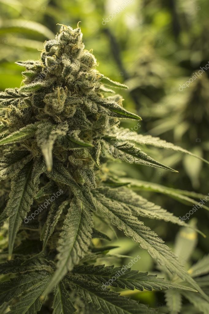 Close Up Bud on Top of Mature Marijuana Plant Stock Photo by