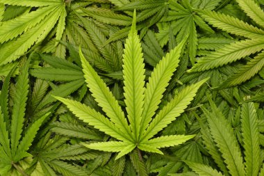 Büyük marihuana yaprağı kapatmak yukarıya ile doku arka planını esrar yaprakları bir yığın