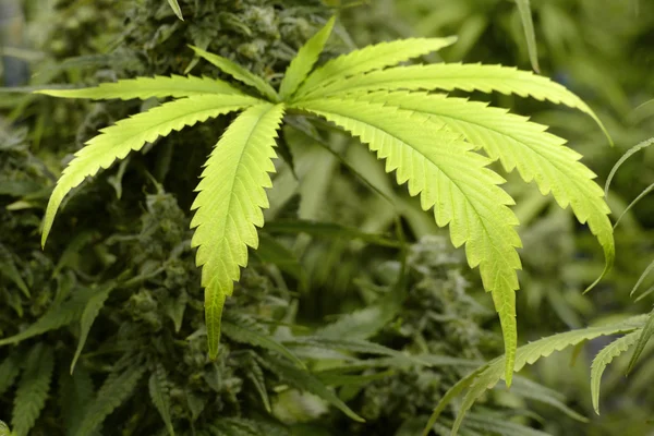Folha de maconha grande na planta de Cannabis interior — Fotografia de Stock