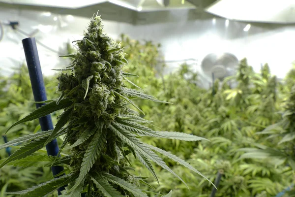 Big Marijuana Bud on Indoor Plant Under Lights at Cannabis Farm — Stock Photo, Image