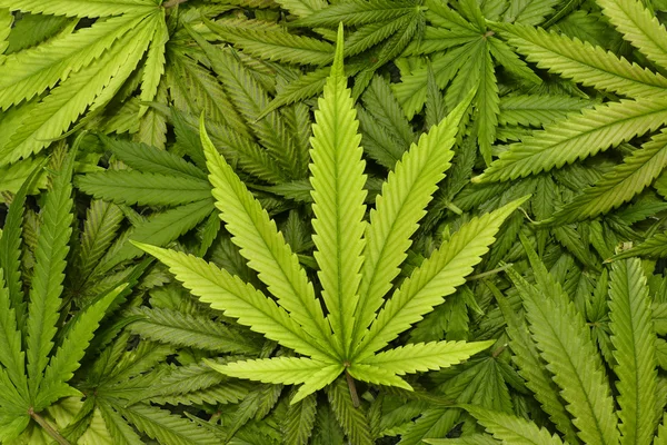 Grote marihuanablad sluiten met textuur achtergrond van Cannabis bladeren in een stapel — Stockfoto