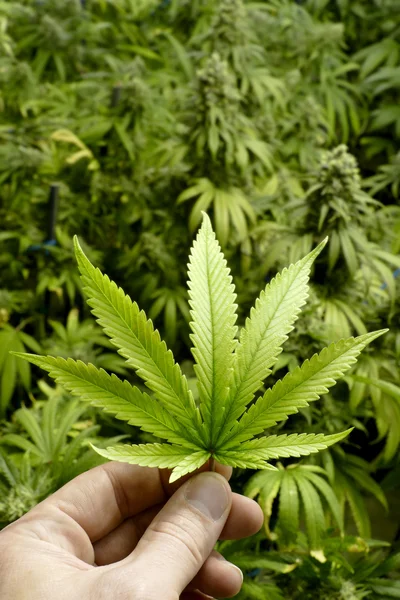 Hand Holding Marijuana Leaf with Background Texture of Indoor Cannabis Plants — Stock Photo, Image