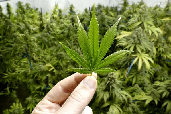 Main tenant une petite feuille de marijuana avec des plantes de cannabis à l'intérieur en arrière-plan — Photo