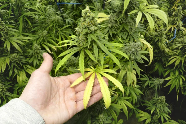 Man Holding Marijuana Leaf on Plant with Bud at Cannabis Farm — Stock Photo, Image