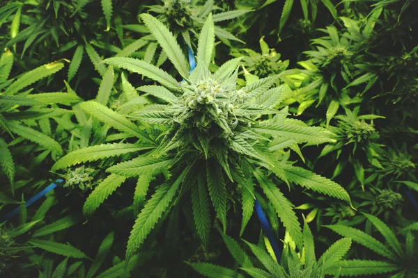 Bud de maconha no dossel de plantas de Cannabis internas com estilo Vintage plano — Fotografia de Stock