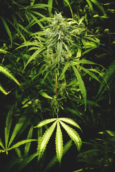 Planta de Marihuana con Bud y Hoja en Granja de Cannabis Interior con Estilo Vintage Plano — Foto de Stock