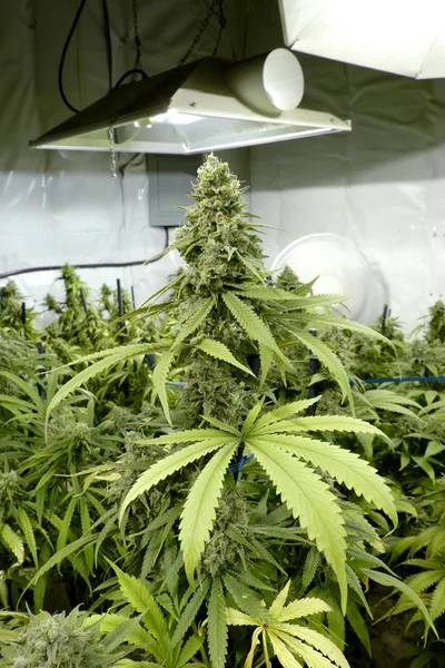 Hoog Marijauna Plant met Bud en blad onder lampen op binnenshuis Cannabis boerderij — Stockfoto