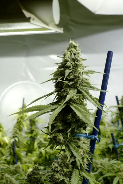 Top Bud en planta de marihuana bajo las luces en la granja de cannabis interior —  Fotos de Stock