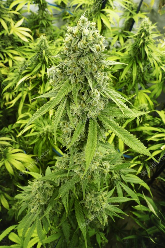 Marijuana Big Bud avec des cristaux sur la plante de Cannabis à la ... Marijuana Big Bud avec des cristaux sur la plante de Cannabis à la ...