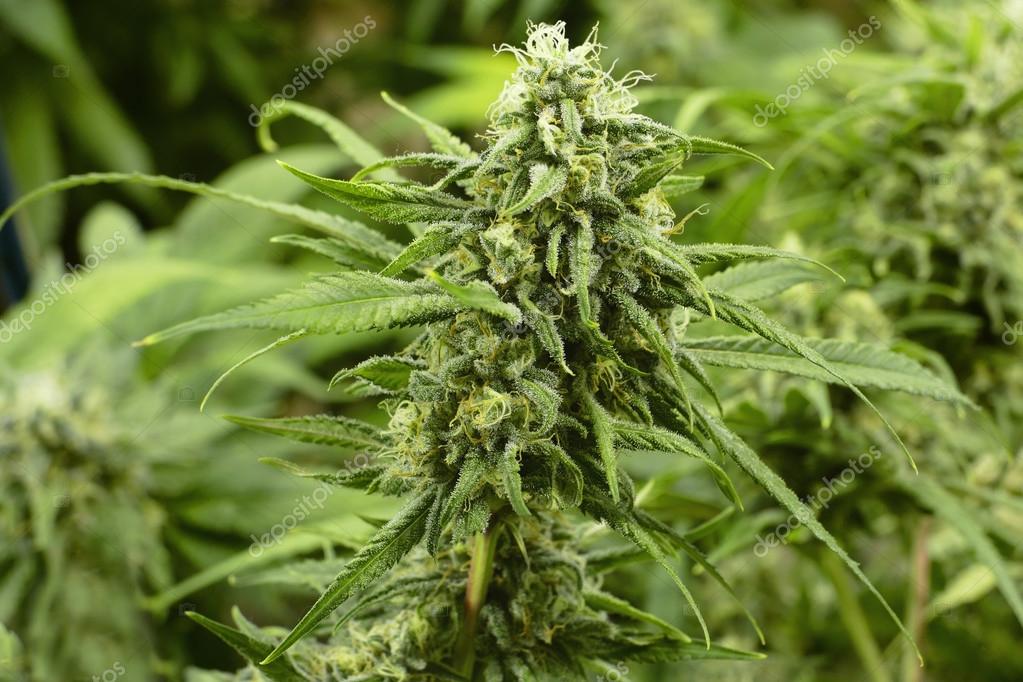 Extrêmes de Marijuana détaillée bourgeon sur la plante de Cannabis d ... Extrêmes de Marijuana détaillée bourgeon sur la plante de Cannabis d ...