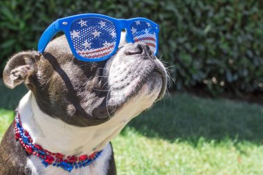 Şirin Boston Terrier köpek giyen Temmuz'u Stars and Stripes güneş gözlüğü ve kolye