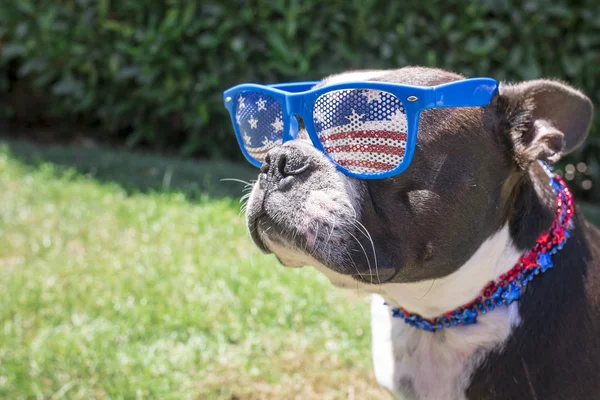 Dört Temmuz güneş gözlüğü ve kolye giyen Boston Terrier köpek