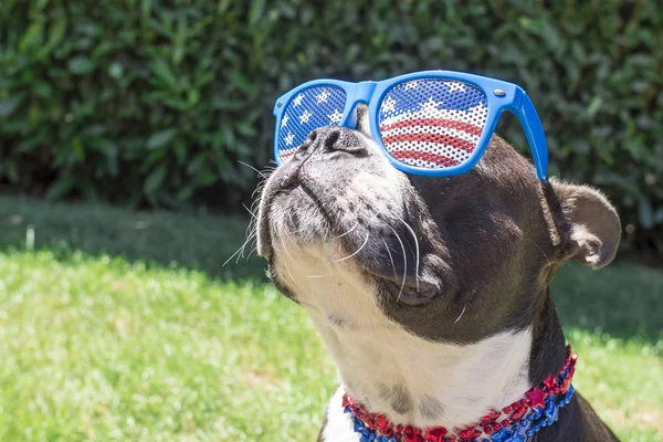 Boston Terrier Hund sieht süß in Sternen und Streifen Flagge Sonnenbrille — Stockfoto