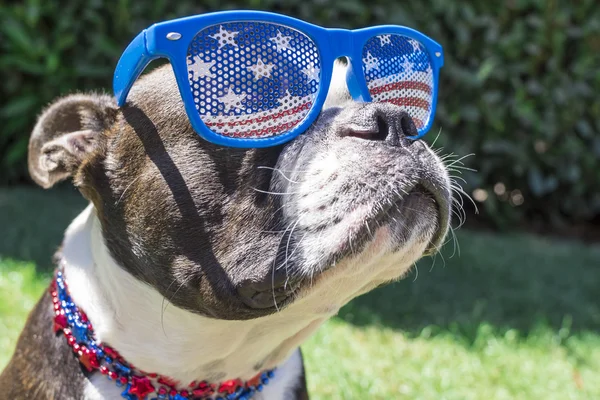 Close Up Boston Terrier Dog indossa stelle e strisce occhiali da sole il 4 luglio — Foto Stock