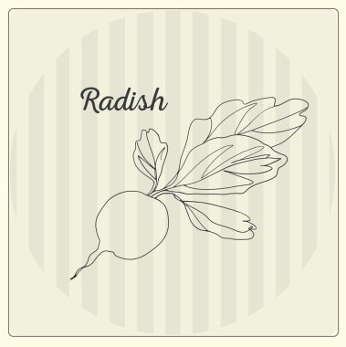 Turp. Vektör hat illüstrasyon. Kroki, doodle. 