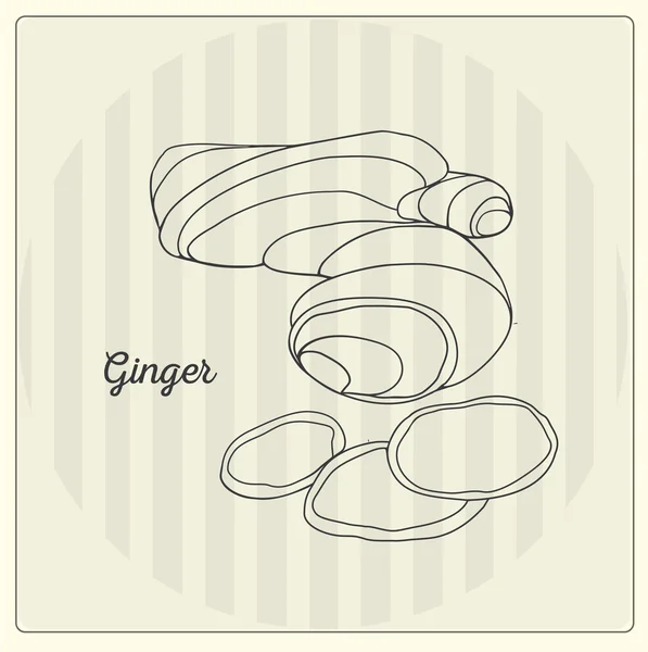 Du gingembre. Illustration de ligne vectorielle. Esquisse, gribouille . — Image vectorielle