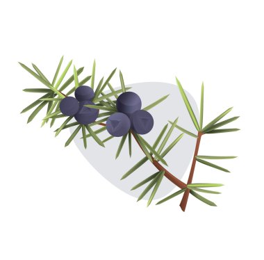 Vektör ardıç meyveleri