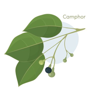 Camphor laurel branch. clipart