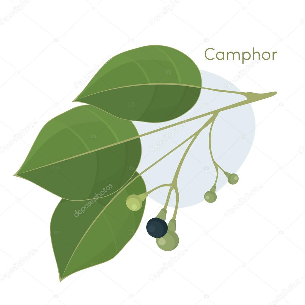 Camphor laurel branch.