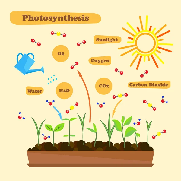 Εικόνα της φωτοσύνθεσης — Διανυσματικό Αρχείο