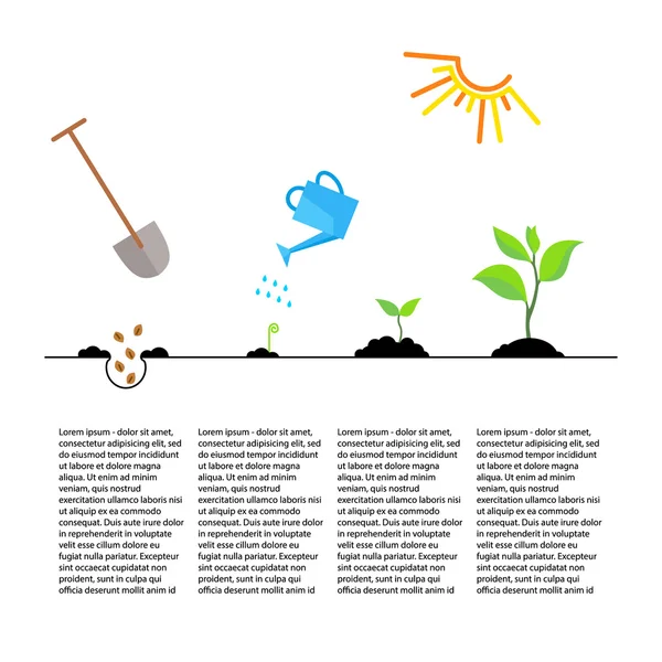 Timeline infographic of planting tree process — Stock Vector