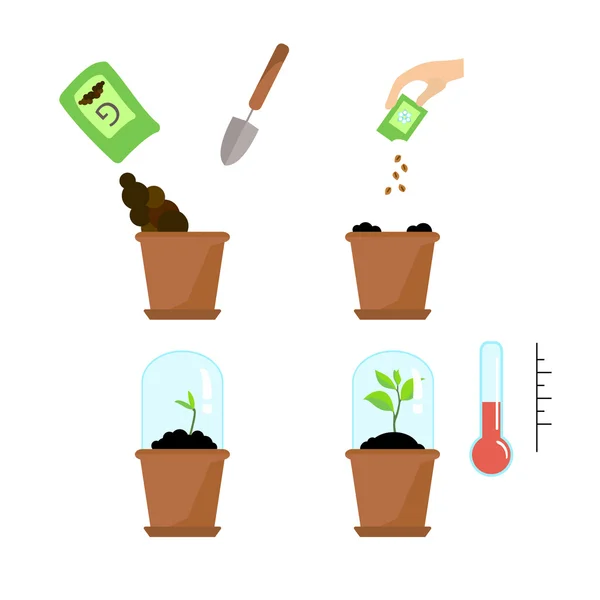 Cronología infografía del proceso de plantación de árboles — Vector de stock