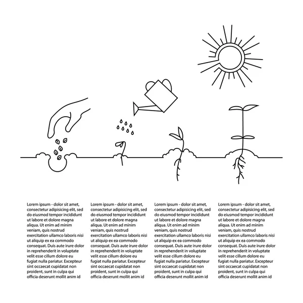 Timeline infographic of planting tree process — Stock Vector