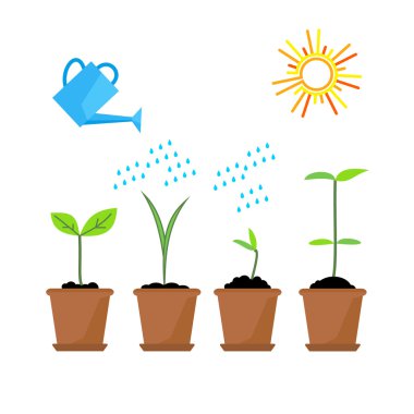 Zaman çizelgesi Infographic ağaç işlem dikim