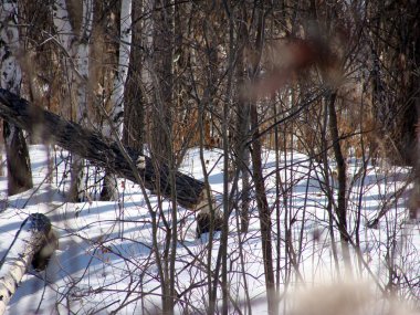 görüntüsü kışın