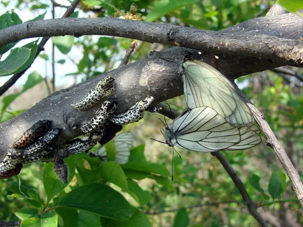 Aporia Crataegi görüntüsünü